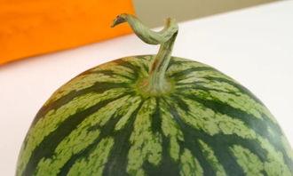 霸州金店吃瓜,揭秘背后真相与争议