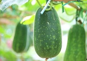 夏天吃五样瓜好吗,五种瓜类美食，清凉一夏！