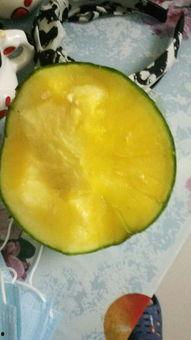 吃哈密瓜吃黄瓤西瓜