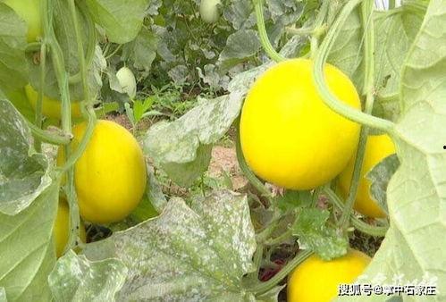 初七吃瓜,揭秘娱乐圈的甜蜜与苦涩