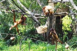 猴吃瓜舞蹈,欢乐动感的现代舞韵