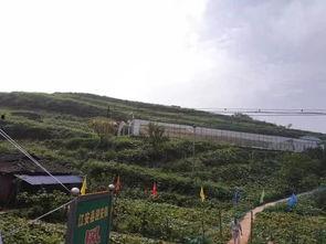 延安最近吃瓜事件,揭秘背后真相与网络舆论风暴