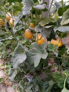 九红瑞瓜怎么吃,解锁美味新体验