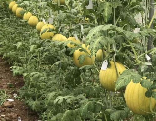 九红瑞瓜怎么吃,解锁美味新体验