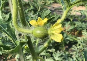 九红瑞瓜怎么吃,解锁美味新体验