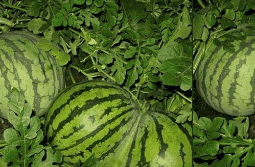 康熙吃瓜杀了瓜农