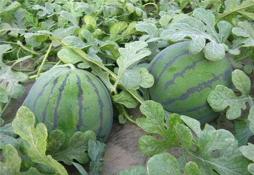 康熙吃瓜杀了瓜农