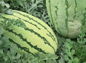 老家大方瓜怎么吃,家乡风味尽享其中