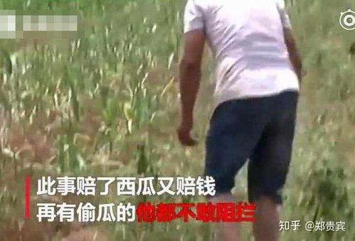 越南探长吃瓜事件视频,一场网络热议的“瓜”界奇观