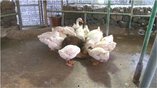 碎碎吃瓜鹅合集