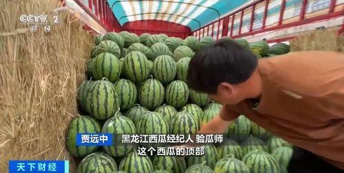 伊吾吃瓜,探寻瓜果美食的传奇之旅