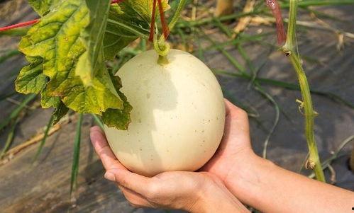 胀瓜吃热吃凉,探寻夏日消暑美食的奥秘