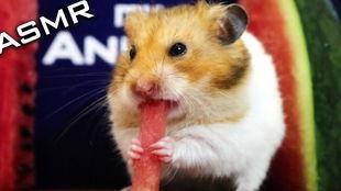 仓鼠的吃瓜视频,萌宠美食大揭秘