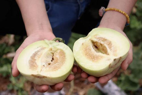 吃瓜导航网,带你畅游网络娱乐世界